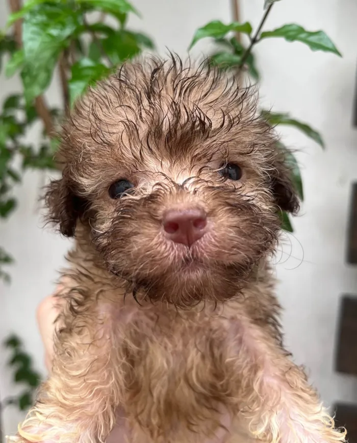 Cachorro ra a SRD-ViraLata idade Abaixo de 2 meses nome Gabi