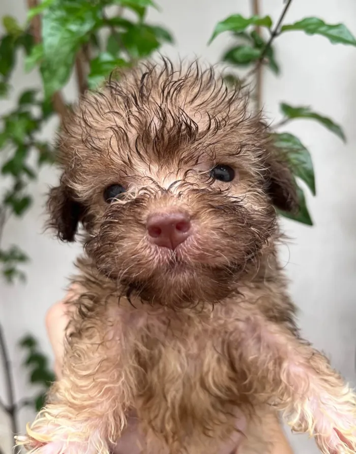 Cachorro ra a SRD-ViraLata idade Abaixo de 2 meses nome Gabi