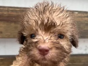 Cachorro raça SRD-ViraLata idade Abaixo de 2 meses nome Gabi