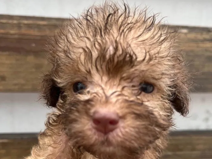 Cachorro ra a SRD-ViraLata idade Abaixo de 2 meses nome Gabi