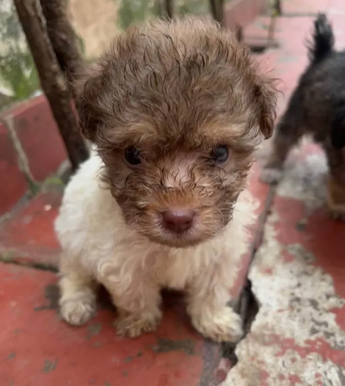 Cachorro ra a SRD-ViraLata idade Abaixo de 2 meses nome Guta