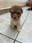 Guta