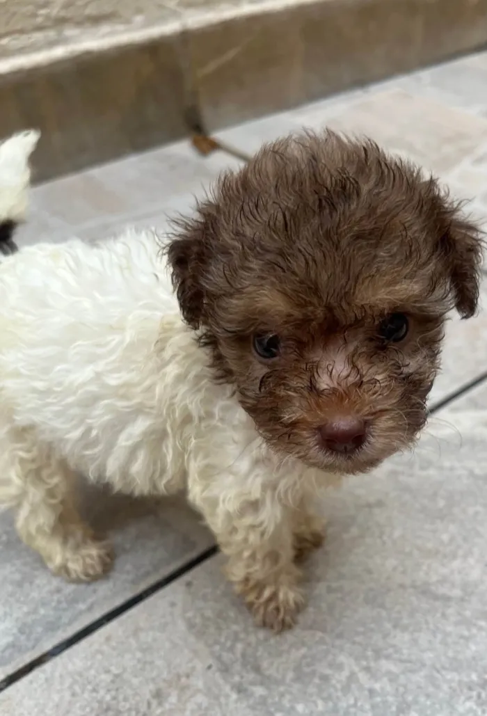 Cachorro ra a SRD-ViraLata idade Abaixo de 2 meses nome Guta