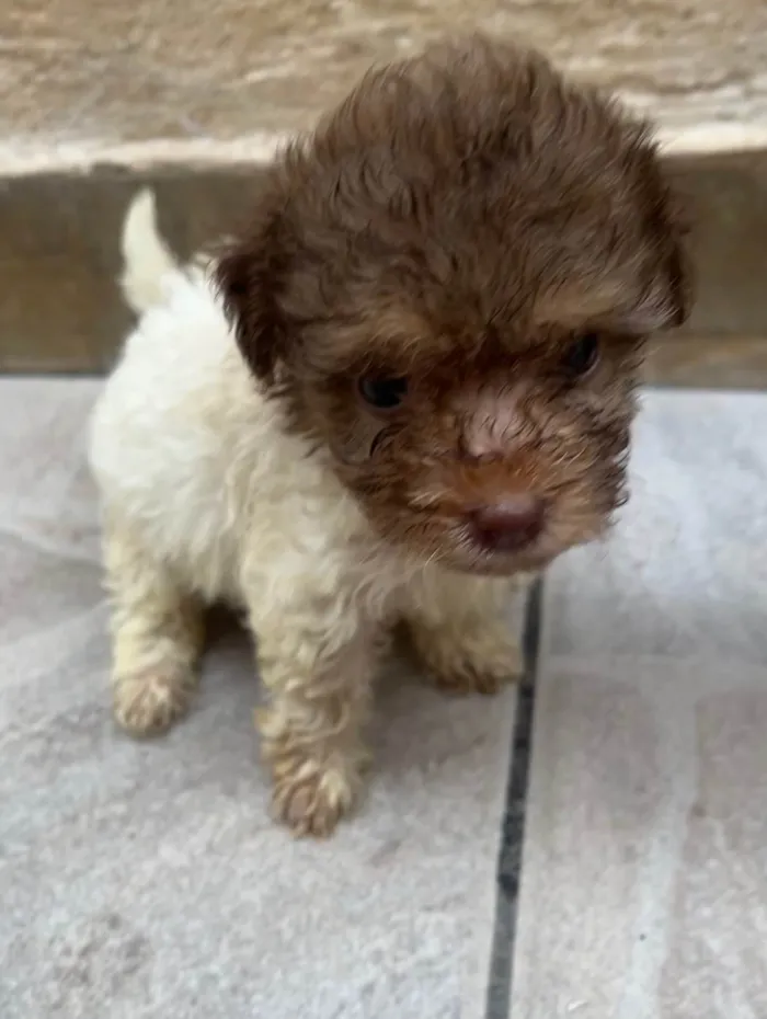 Cachorro ra a SRD-ViraLata idade Abaixo de 2 meses nome Guta
