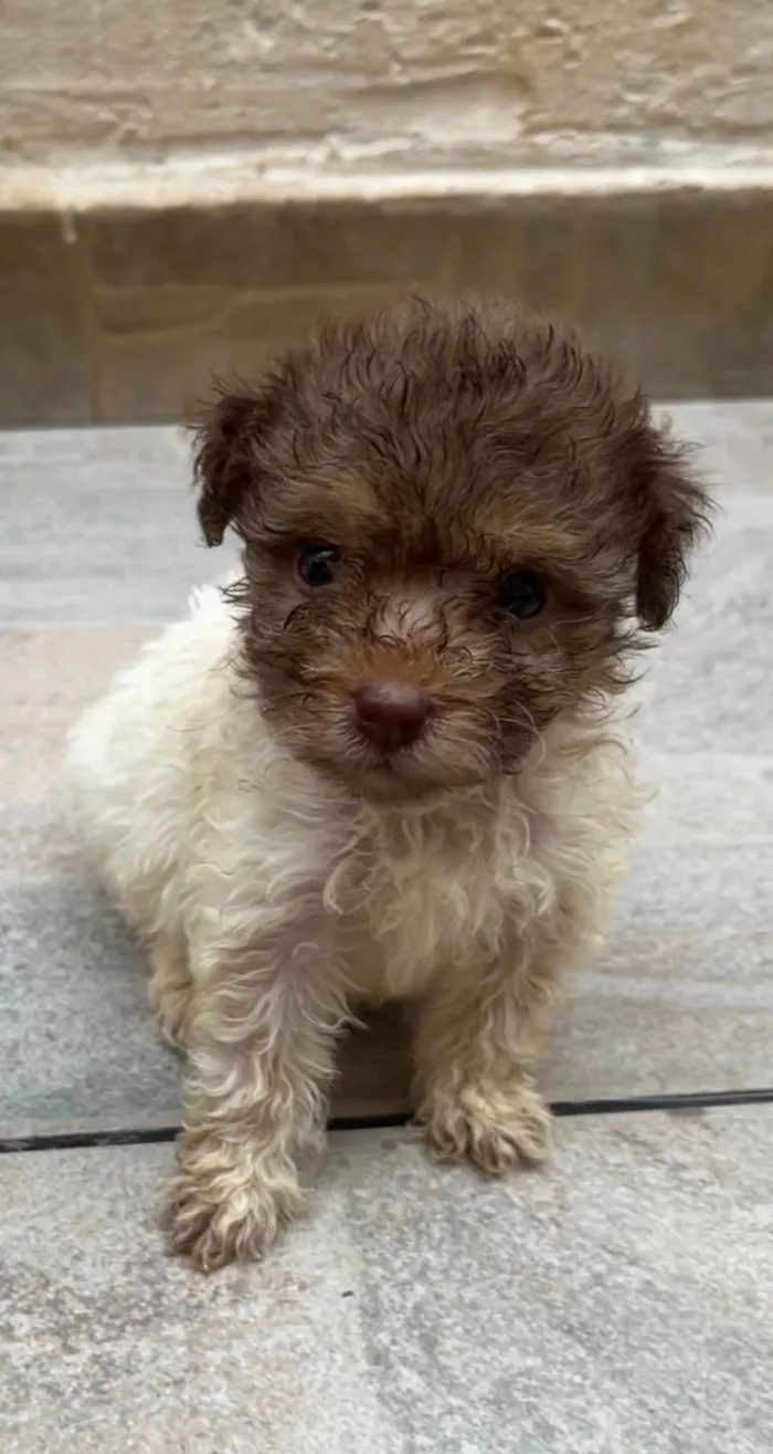 Cachorro ra a SRD-ViraLata idade Abaixo de 2 meses nome Guta
