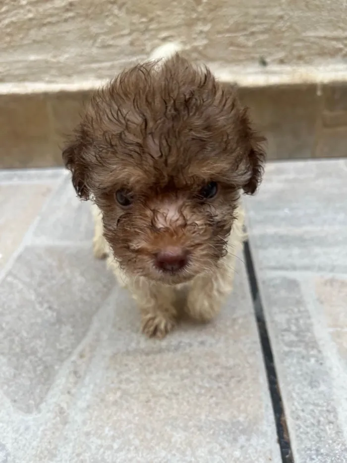 Cachorro ra a SRD-ViraLata idade Abaixo de 2 meses nome Guta