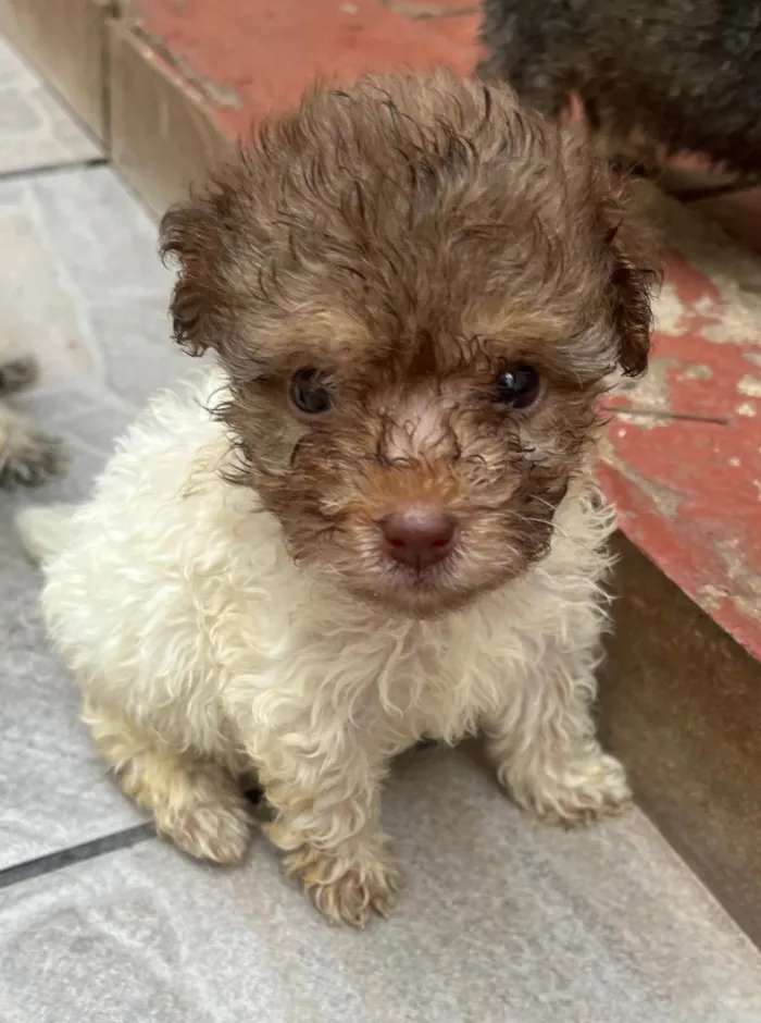 Cachorro ra a SRD-ViraLata idade Abaixo de 2 meses nome Guta