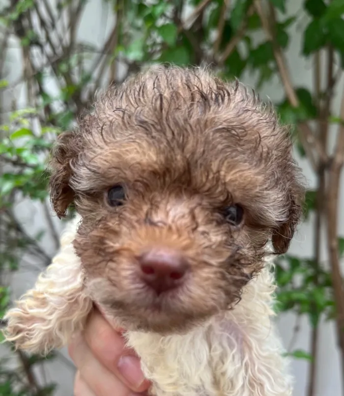 Cachorro ra a SRD-ViraLata idade Abaixo de 2 meses nome Guta