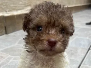 Cachorro raça SRD-ViraLata idade Abaixo de 2 meses nome Guta