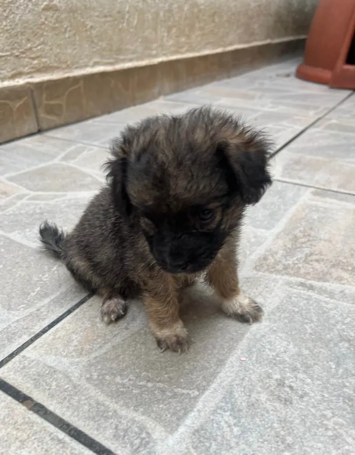 Cachorro ra a SRD-ViraLata idade Abaixo de 2 meses nome Gina