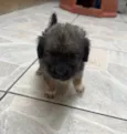Gina