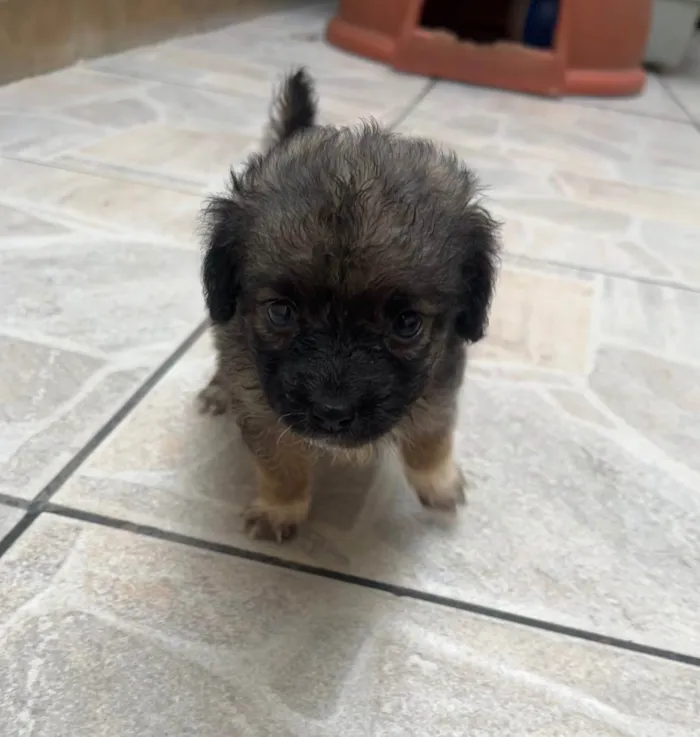 Cachorro ra a SRD-ViraLata idade Abaixo de 2 meses nome Gina