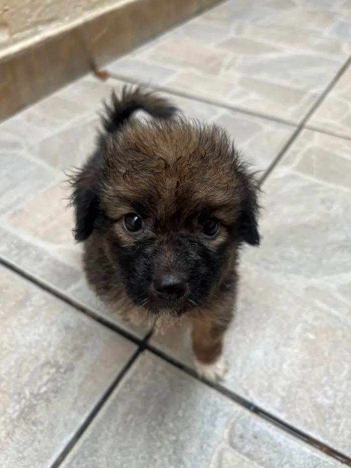 Cachorro ra a SRD-ViraLata idade Abaixo de 2 meses nome Gina