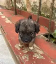 Gina