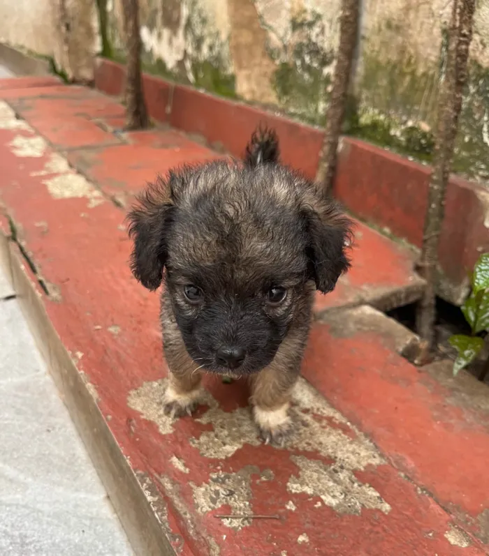Cachorro ra a SRD-ViraLata idade Abaixo de 2 meses nome Gina