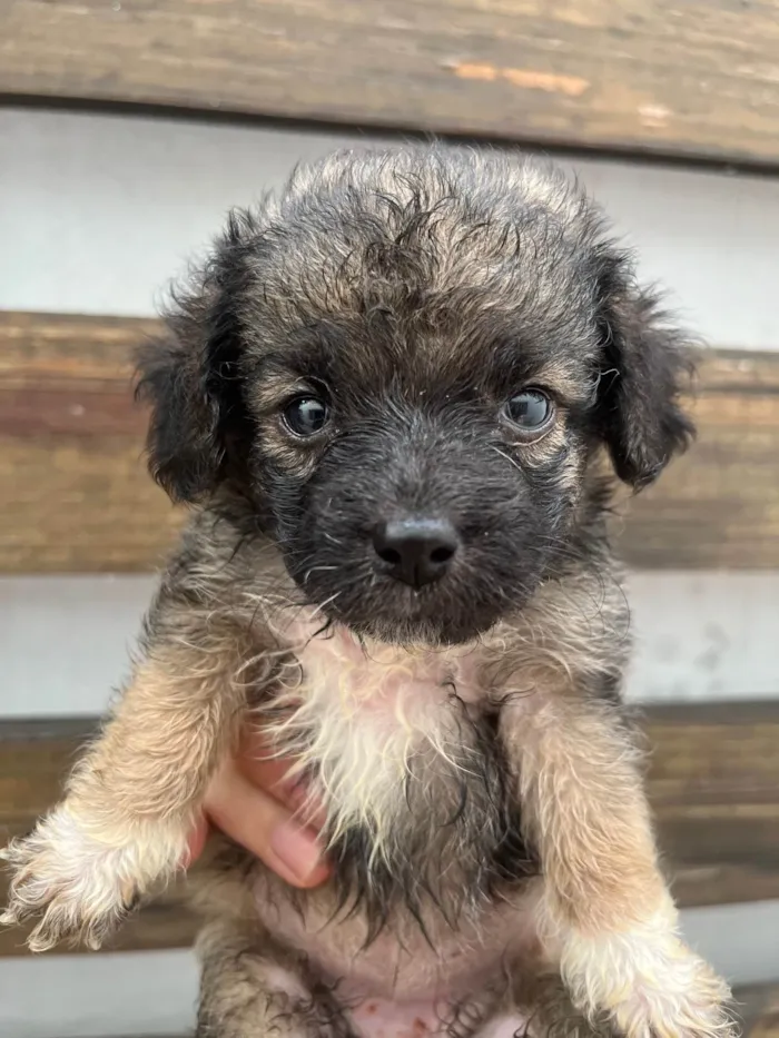 Cachorro ra a SRD-ViraLata idade Abaixo de 2 meses nome Gina