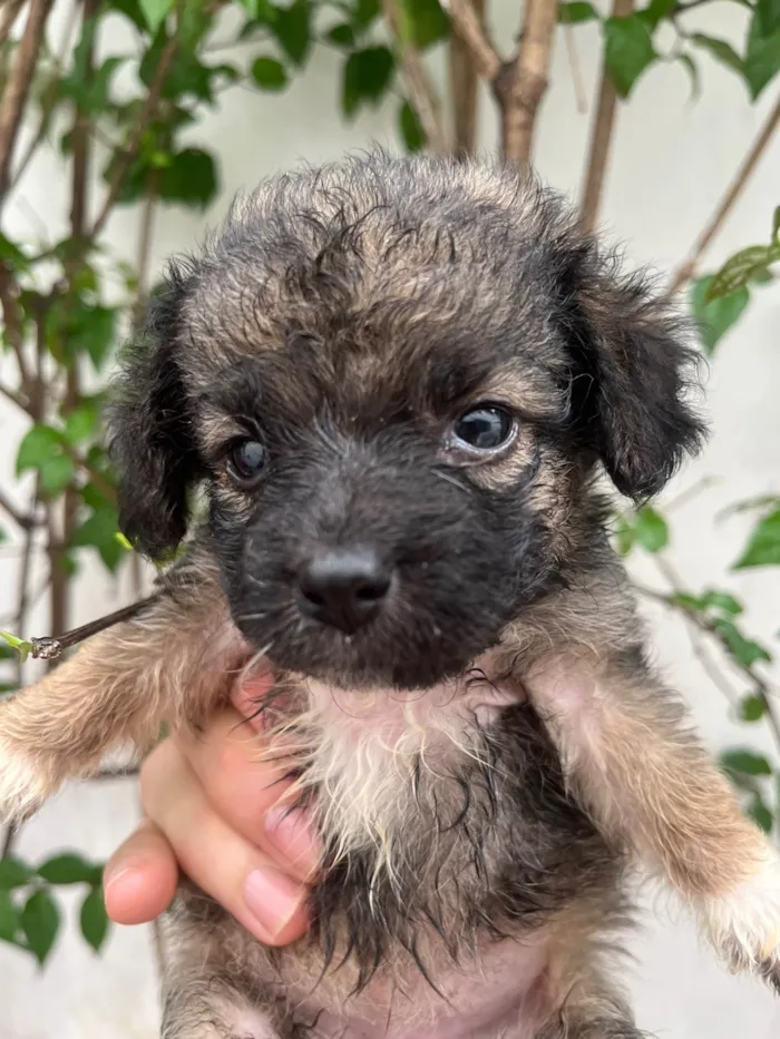 Cachorro ra a SRD-ViraLata idade Abaixo de 2 meses nome Gina