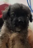 Gina