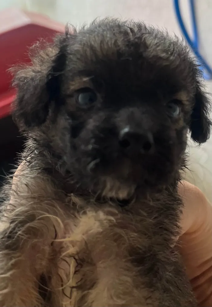 Cachorro ra a SRD-ViraLata idade Abaixo de 2 meses nome Gina