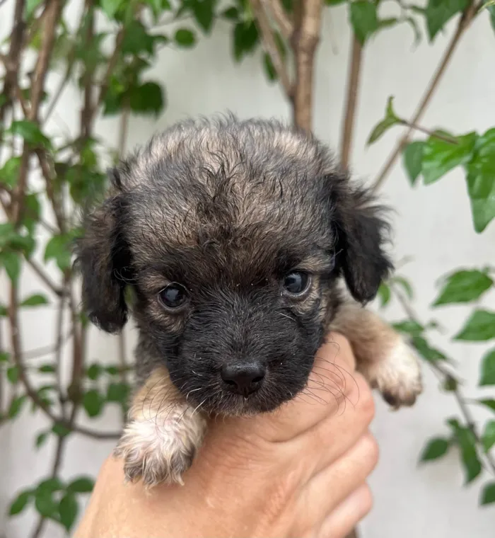 Cachorro ra a SRD-ViraLata idade Abaixo de 2 meses nome Gina