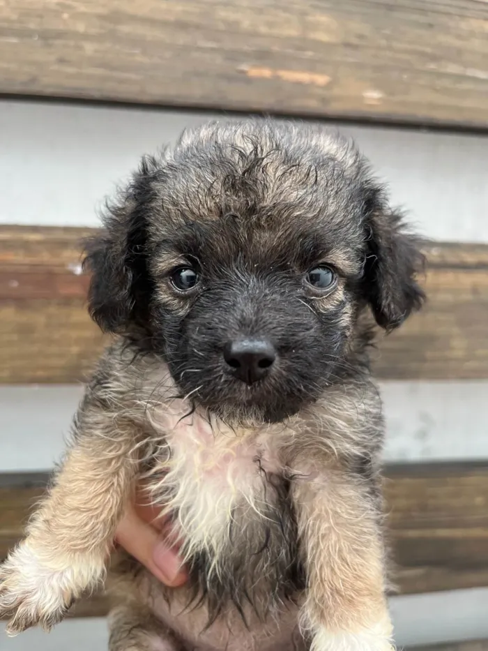 Cachorro ra a SRD-ViraLata idade Abaixo de 2 meses nome Gina