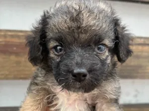 Cachorro raça SRD-ViraLata idade Abaixo de 2 meses nome Gina
