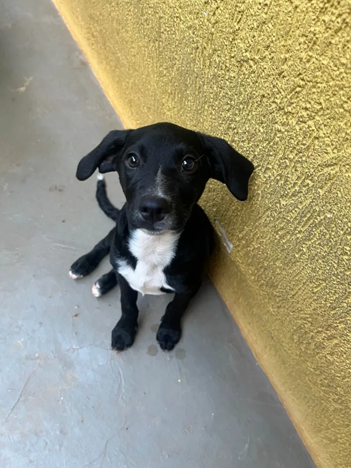 Cachorro ra a SRD-ViraLata idade 2 a 6 meses nome Miguel