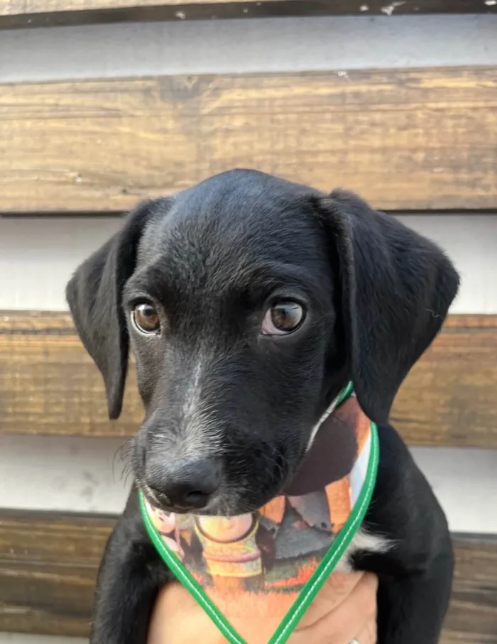 Cachorro ra a SRD-ViraLata idade 2 a 6 meses nome Miguel