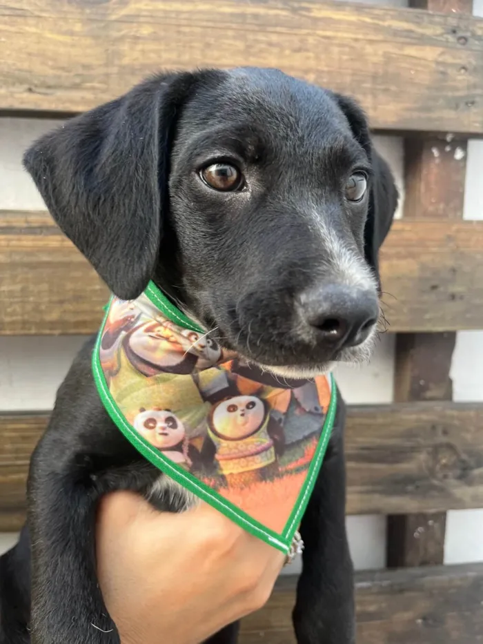 Cachorro ra a SRD-ViraLata idade 2 a 6 meses nome Miguel