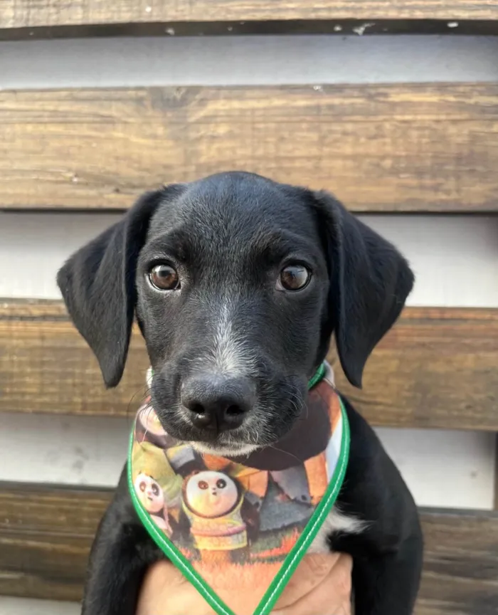 Cachorro ra a SRD-ViraLata idade 2 a 6 meses nome Miguel