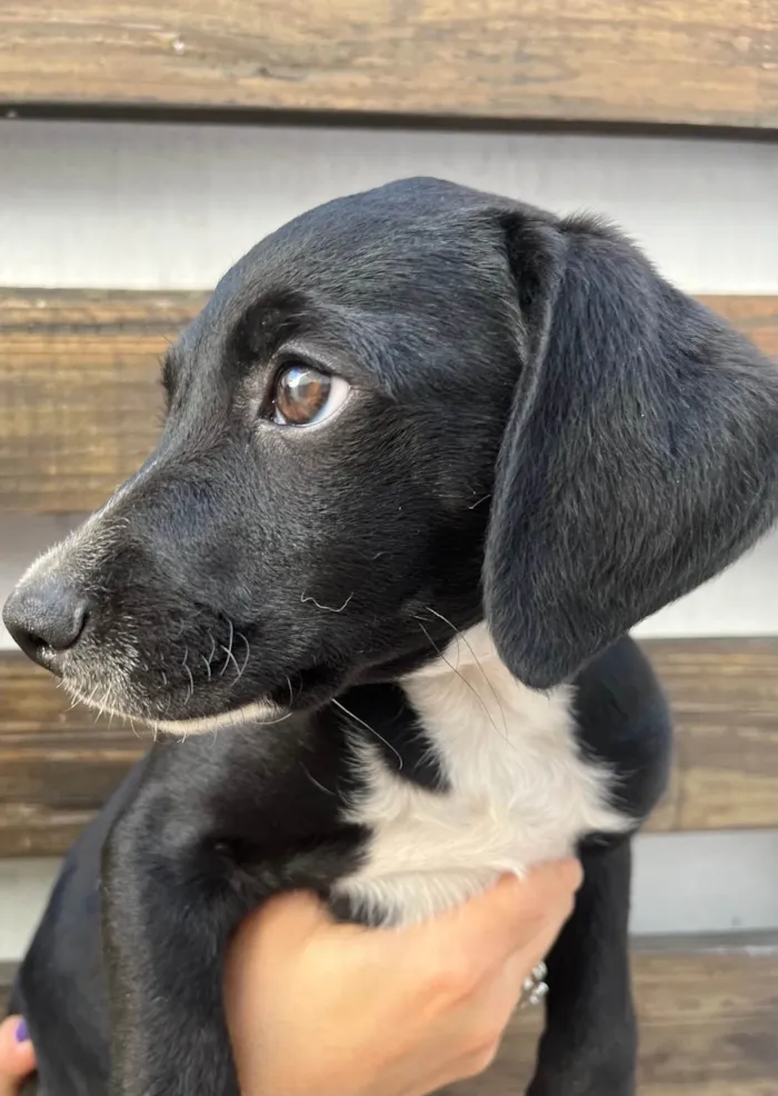 Cachorro ra a SRD-ViraLata idade 2 a 6 meses nome Miguel