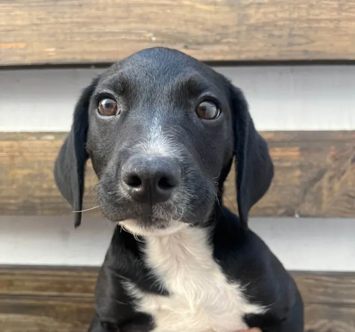 Cachorro ra a SRD-ViraLata idade 2 a 6 meses nome Miguel