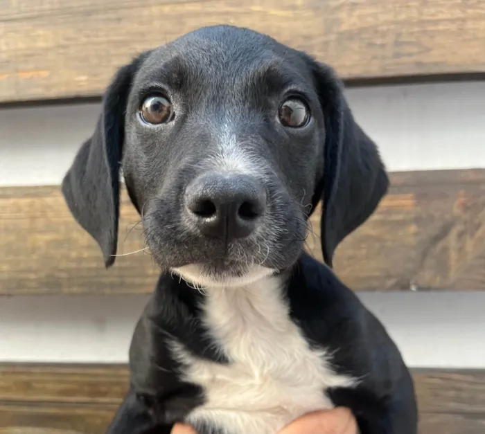 Cachorro ra a SRD-ViraLata idade 2 a 6 meses nome Miguel