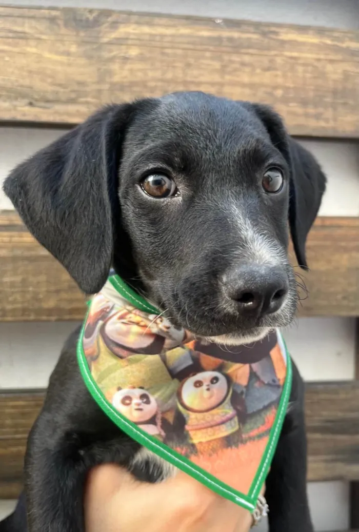 Cachorro ra a SRD-ViraLata idade 2 a 6 meses nome Miguel