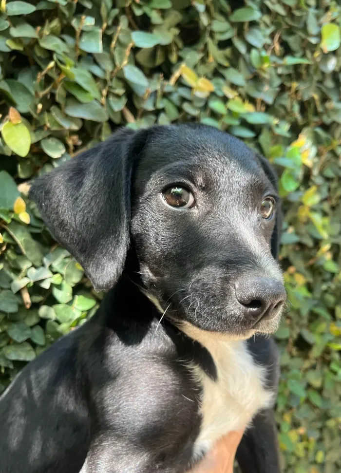 Cachorro ra a SRD-ViraLata idade 2 a 6 meses nome Miguel