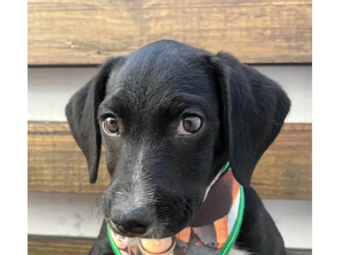 Cachorro ra a SRD-ViraLata idade 2 a 6 meses nome Miguel