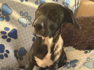 Cachorro raça SRD-ViraLata idade 2 a 6 meses nome Peter