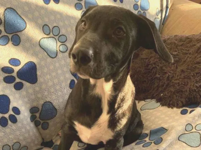 Cachorro ra a SRD-ViraLata idade 2 a 6 meses nome Peter