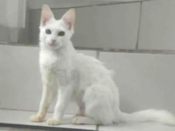 Gato ra a SRD-ViraLata idade 2 a 6 meses nome Kessy