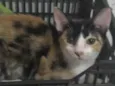 Kiki