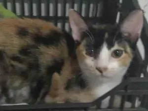 Gato raça SRD-ViraLata idade 2 a 6 meses nome Kiki