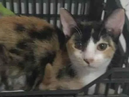 Gato ra a SRD-ViraLata idade 2 a 6 meses nome Kiki