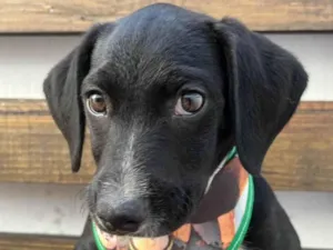 Cachorro raça SRD-ViraLata idade 2 a 6 meses nome Miguel