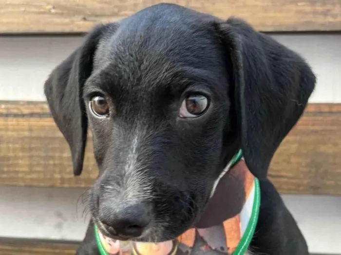 Cachorro ra a SRD-ViraLata idade 2 a 6 meses nome Miguel