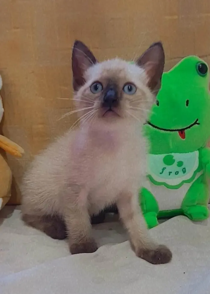 Gato ra a  idade Abaixo de 2 meses nome Princesa 