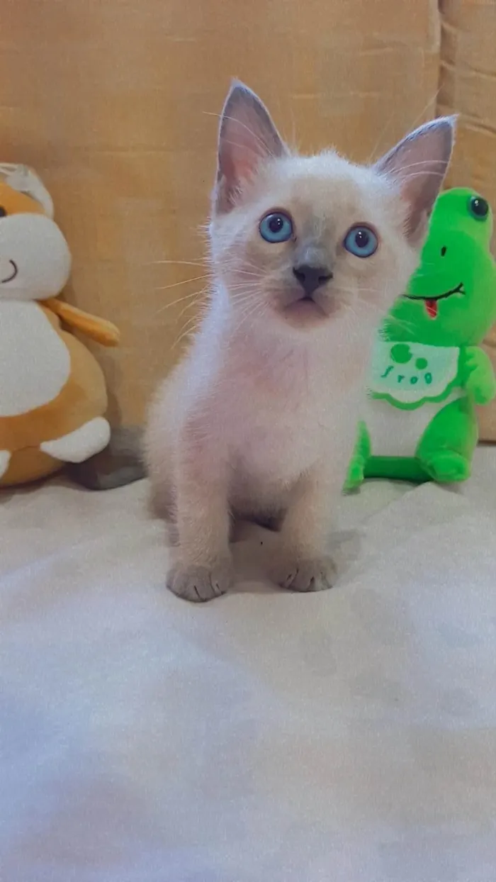 Gato ra a  idade Abaixo de 2 meses nome Miojinha 