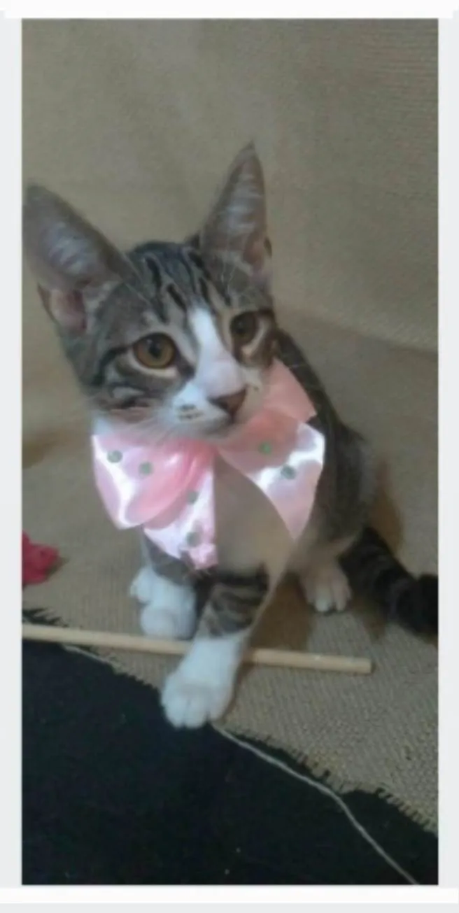Gato ra a srd idade 7 a 11 meses nome ELENA