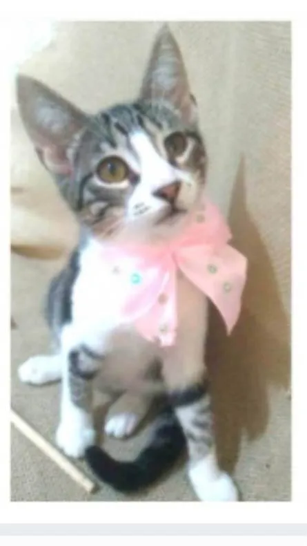Gato ra a srd idade 7 a 11 meses nome ELENA
