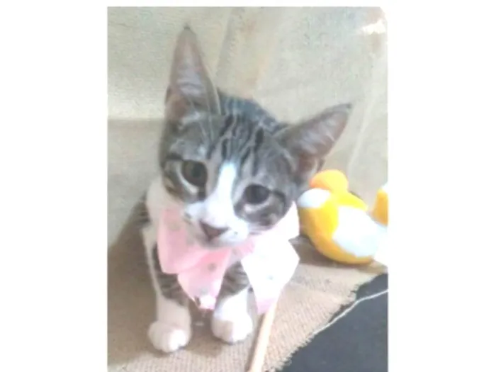 Gato ra a srd idade 7 a 11 meses nome ELENA