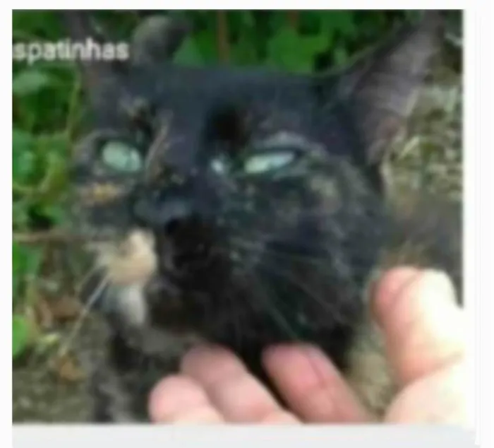 Gato ra a srd idade 7 a 11 meses nome ISABELE